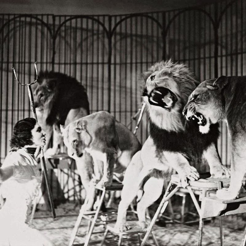 The Fearless Mother-Daughter Duo Who Tamed Lions to Save the Circus |&nbsp;Narratively